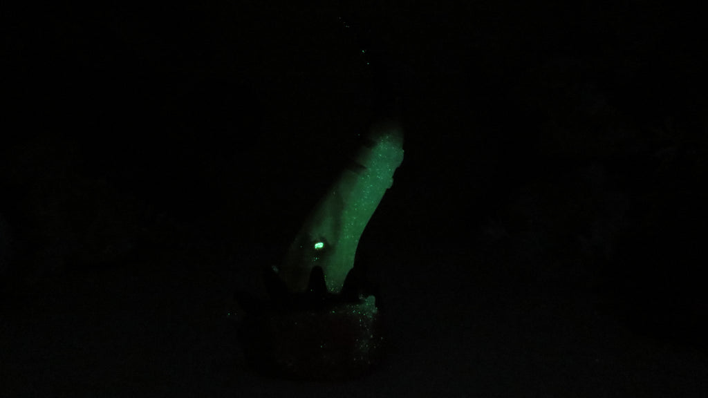 Flop! Venus - Squish size, Medium (00-50) #110