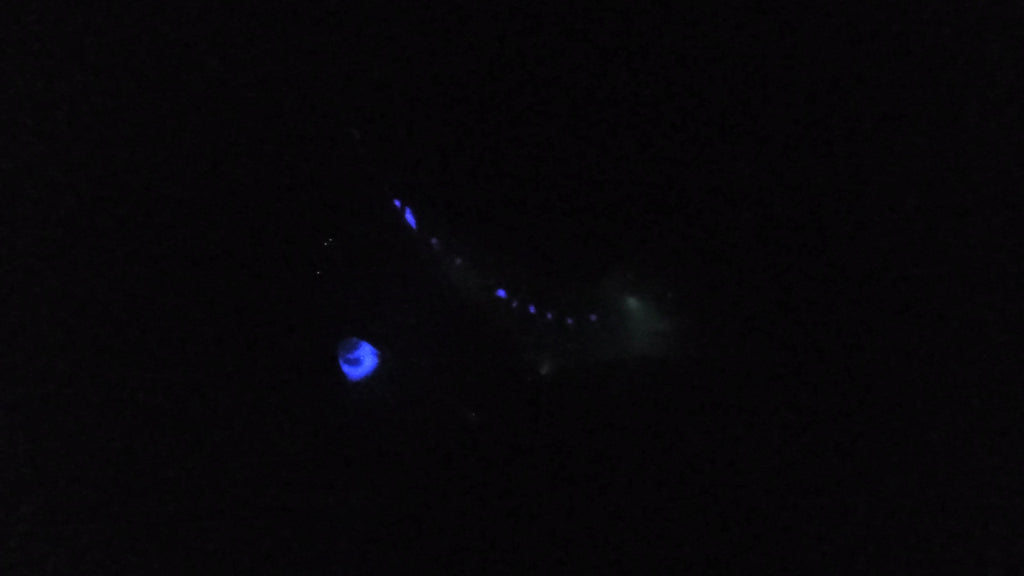 Flop! Engine - supersoft (00-20) #015