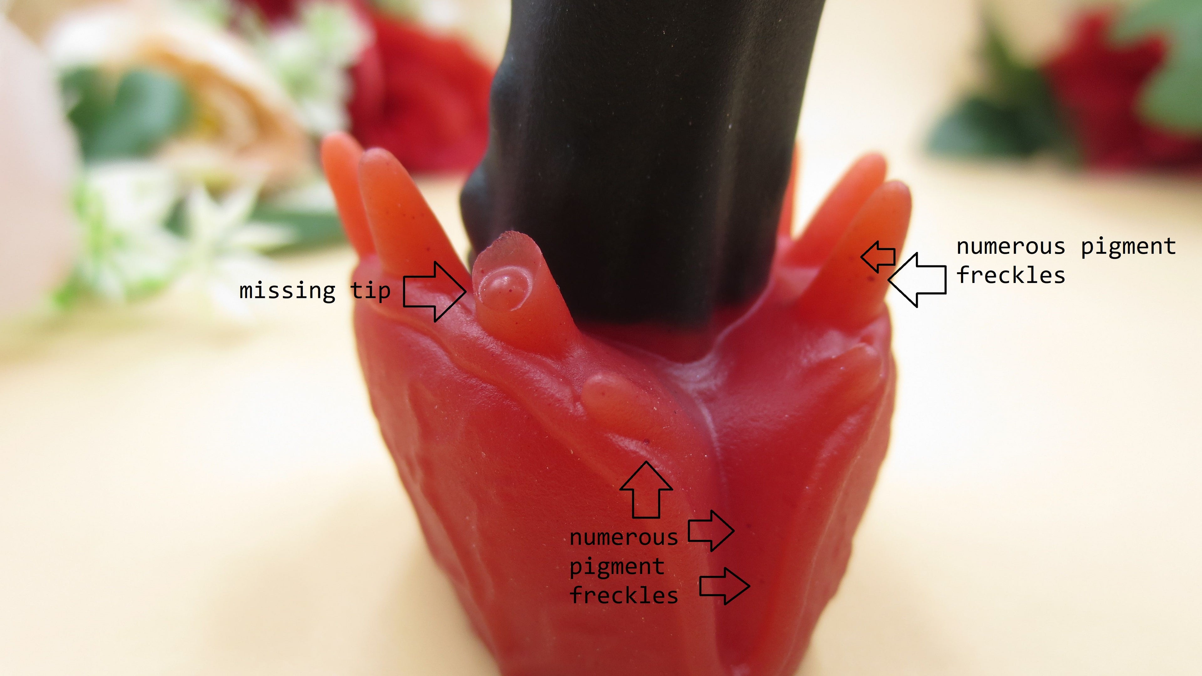 SUPERFLOP! Venus - Squish size, Firm (10A) #053