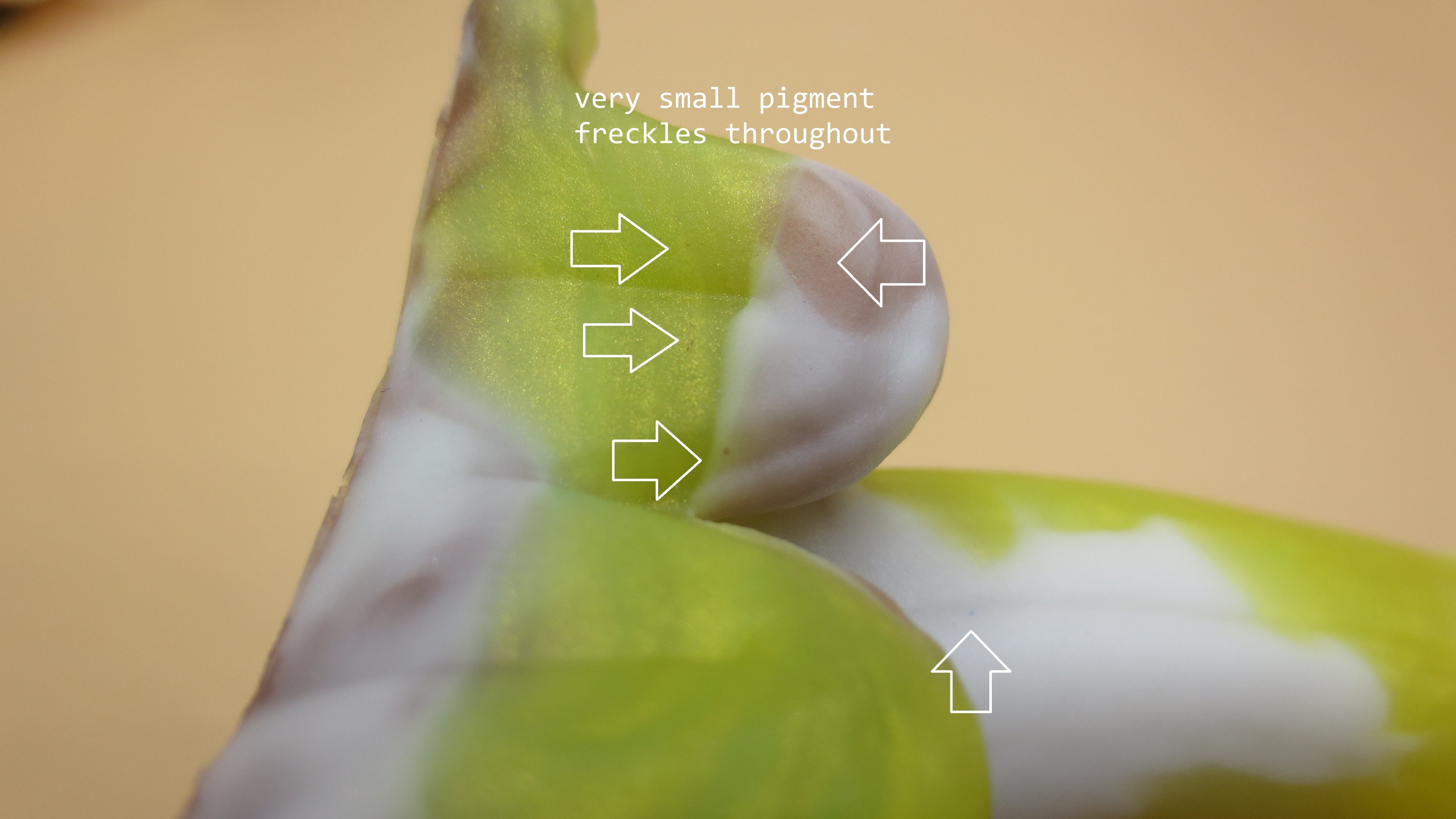 Flop! Sexapeel - Squish size, Medium (00-50) #088